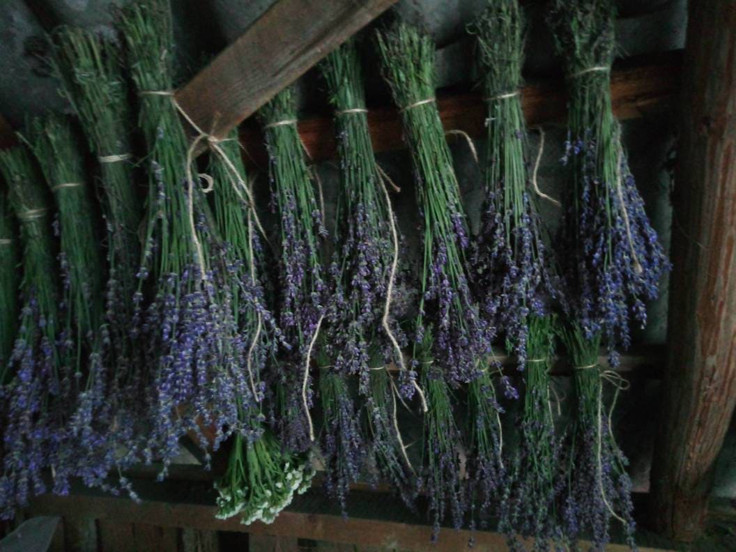 Muguri de lavandă uscată, organică, premium, 100 g